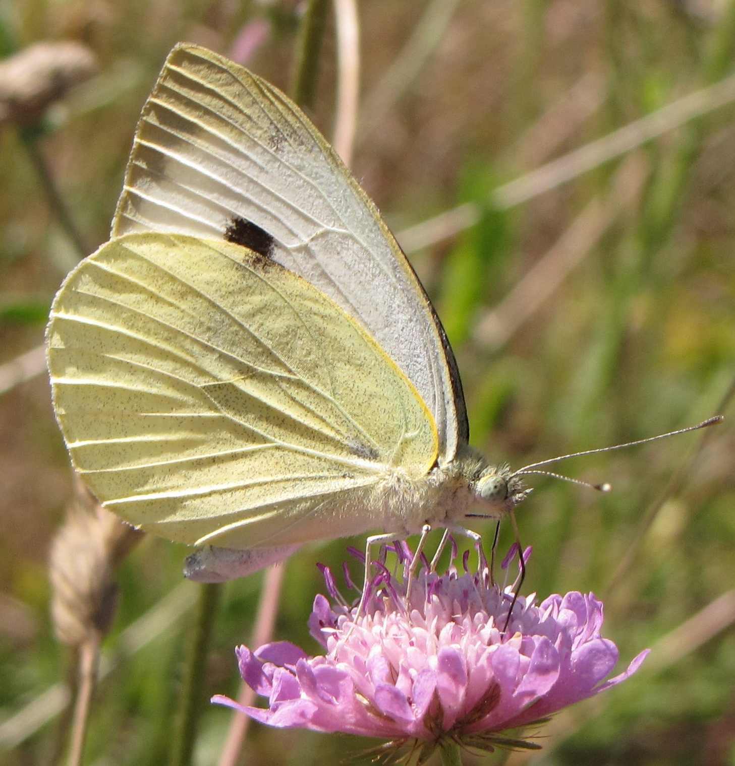 pieris brassicae o rapae - Pieris brassicae